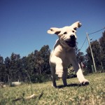 Golden Labrador Puppy