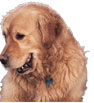 thumbnail image of a dog