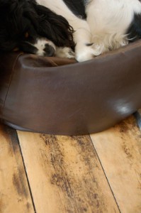 A photo of a dog resting on her bed