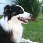 A photo of border collie