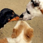 A photo of three dogs saying hello to each other